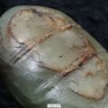 红山文化玉蝉