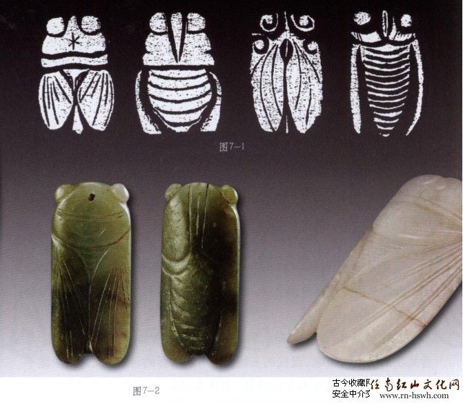 古代玉蝉的造型特征【转】 - 中华古玉器论坛- 任南红山文化官网