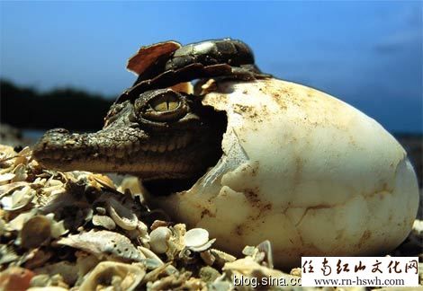 鳄鱼牙齿与良渚古玉的神纹 - 良渚文化论坛 - 红