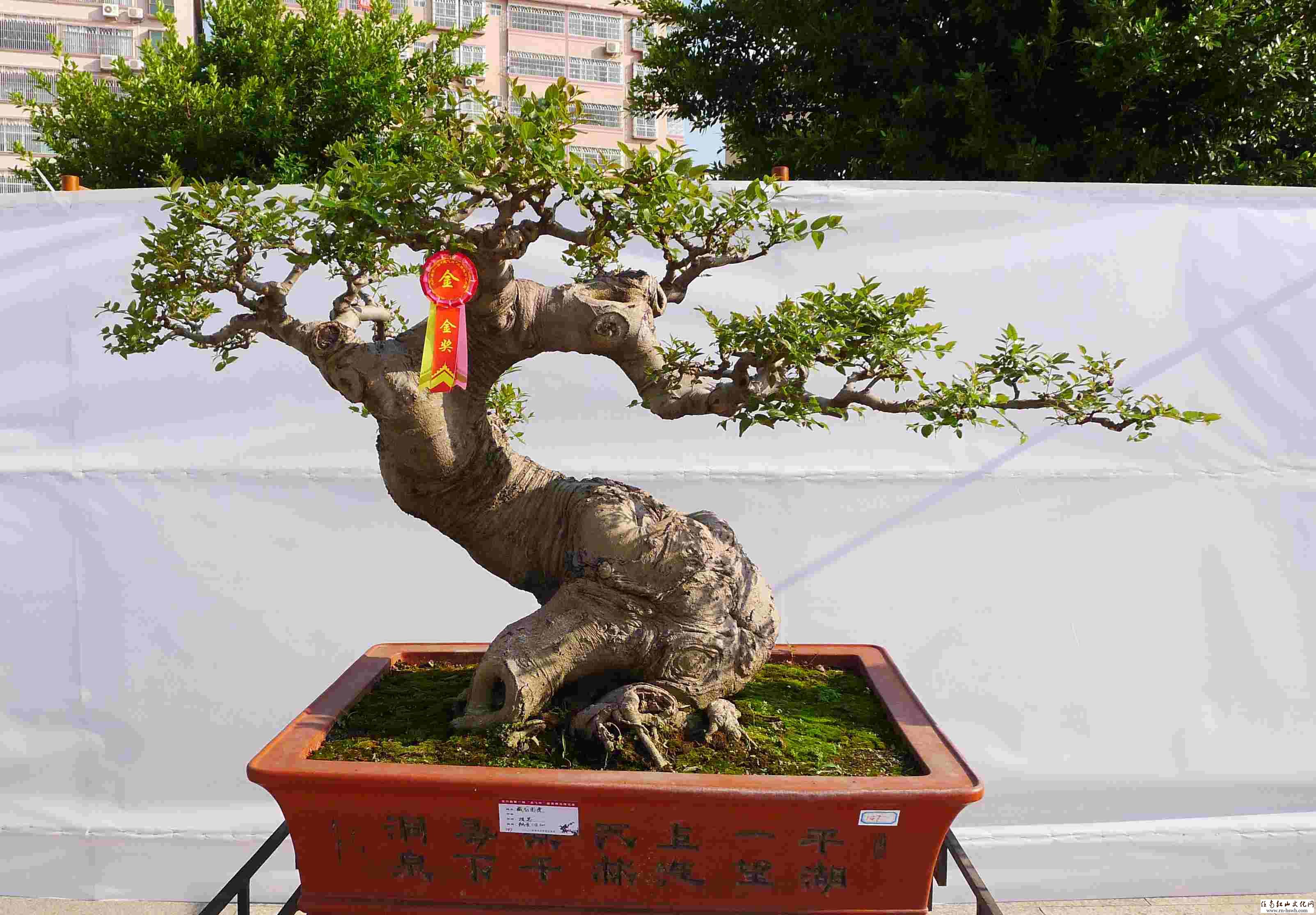 辰