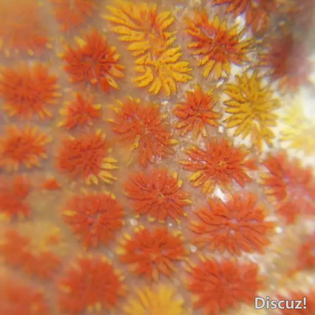 太阳花珊瑚玉